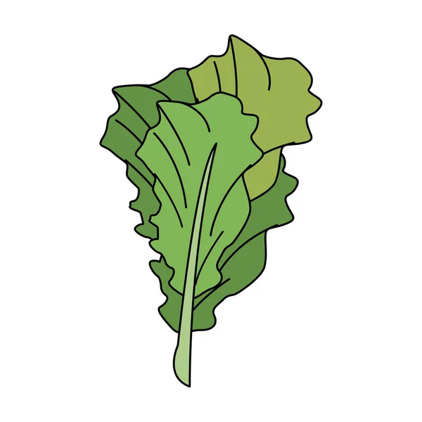 Spinaci verdure fresche — Vettoriale Stock
