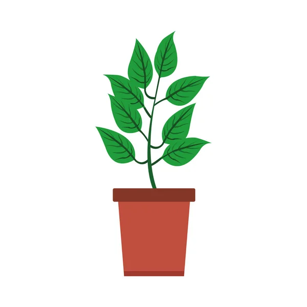 Planta en maceta aislada — Vector de stock