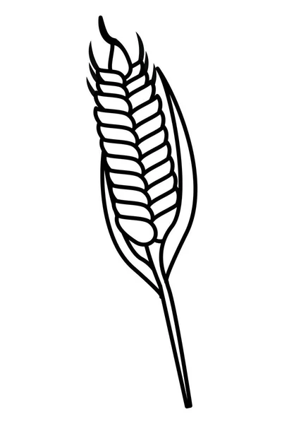 Wheat isolated cartoon — Stock Vector