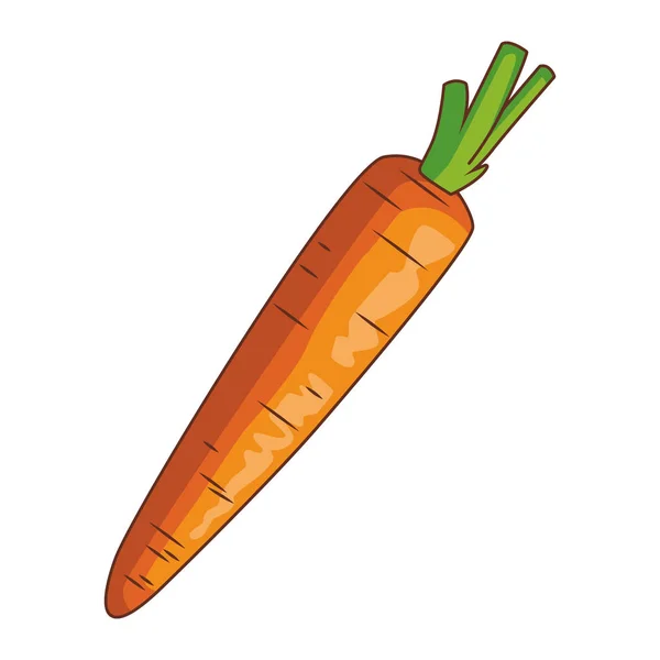 Морковь свежий овощ — стоковый вектор