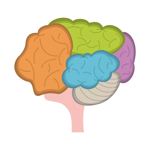 Menselijk brein symbool geïsoleerd — Stockvector