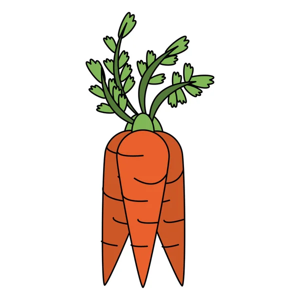 Carottes légumes frais — Image vectorielle