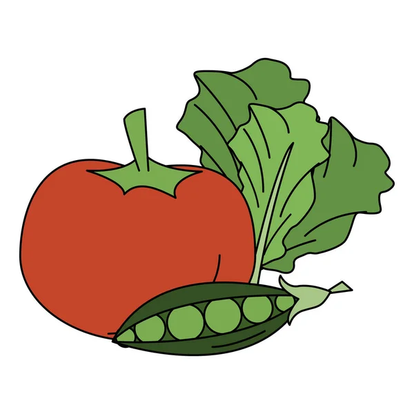 Tomatenerbsen und Salat frisches Gemüse — Stockvektor