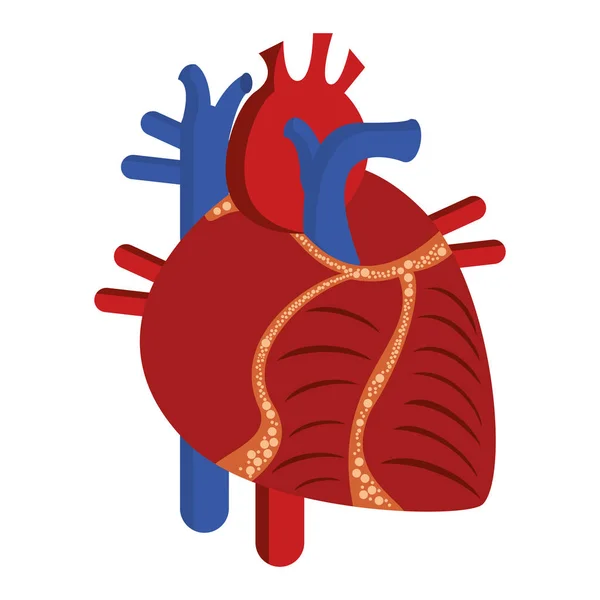 Cuore umano cartone animato isolato — Vettoriale Stock