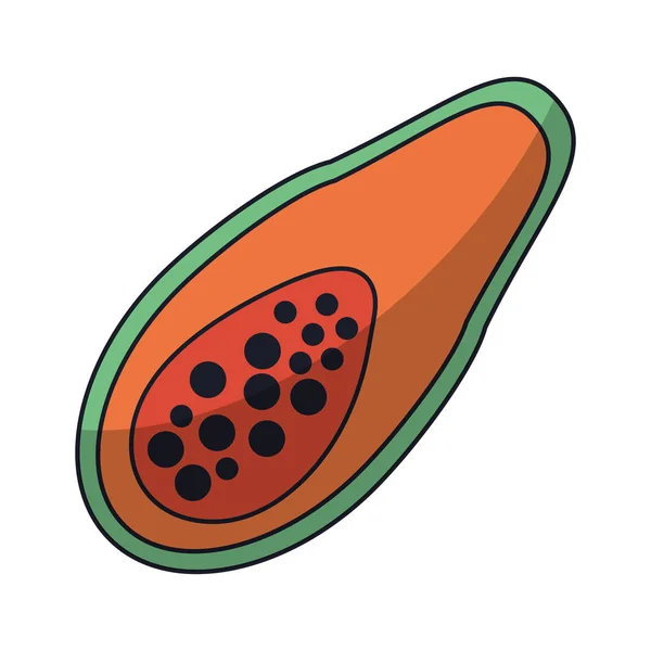 Papaya fruta alimentos sanos aislados — Vector de stock