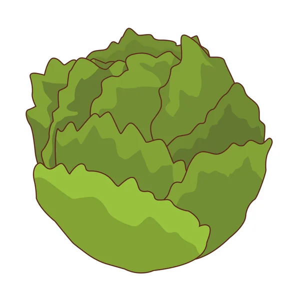 Lechuga vegetal aislada — Vector de stock