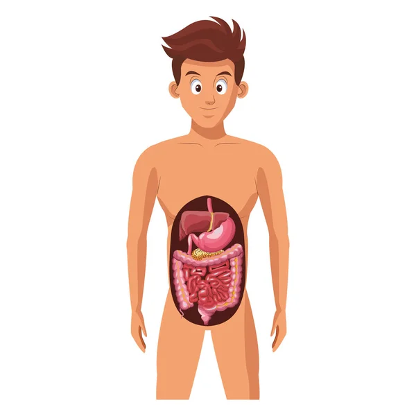 Verdauungssystem des Menschen — Stockvektor