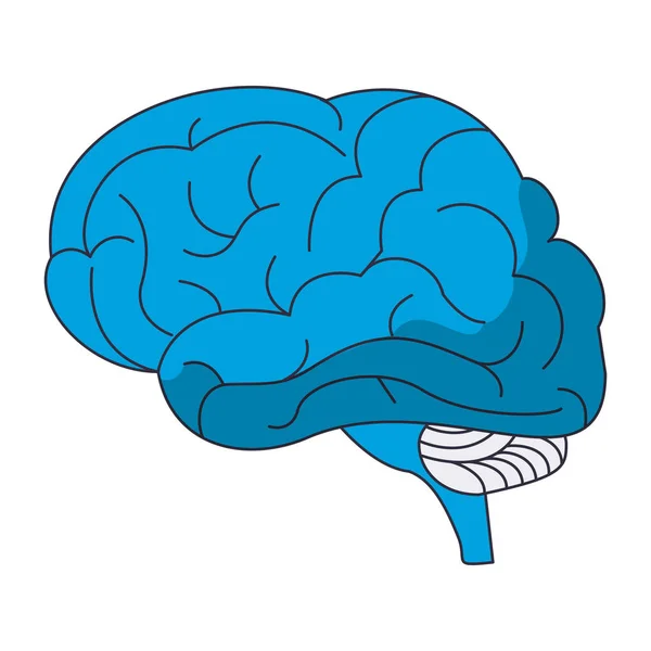 Símbolo cerebral humano — Archivo Imágenes Vectoriales