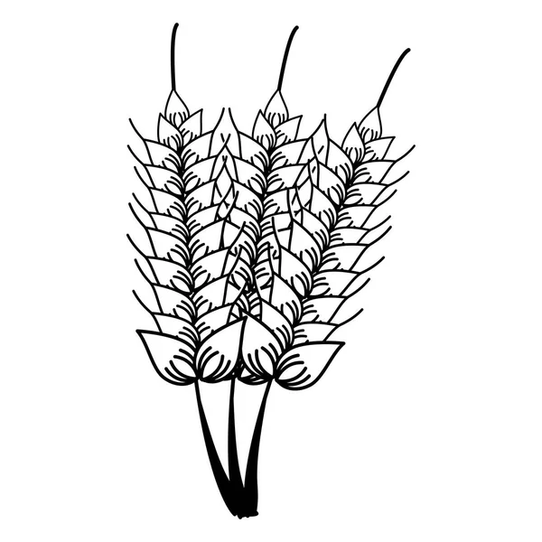 Продукти харчування пшениці натуральні в чорно-білому — стоковий вектор