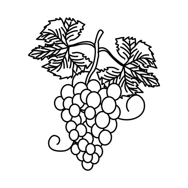 Trauben Weinfrucht — Stockvektor