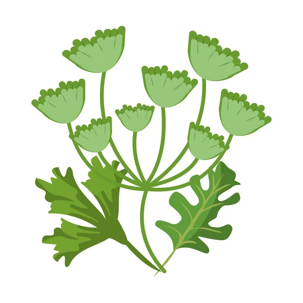 Perejil y hojas de cilantro — Vector de stock