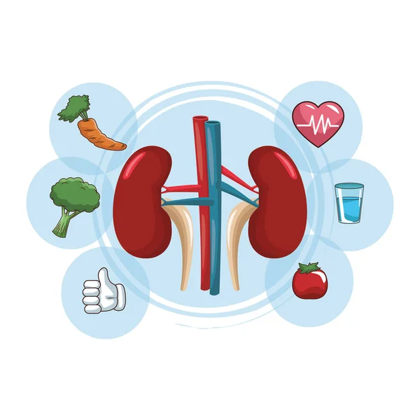 Kidneys human organ — Stock Vector