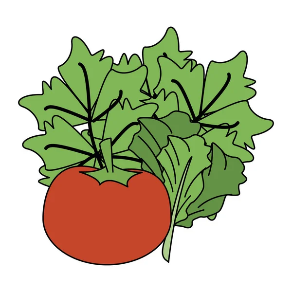 Tomaat en sla verse groente — Stockvector