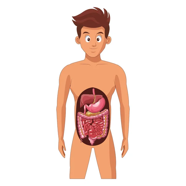 Sistema digestivo homem —  Vetores de Stock