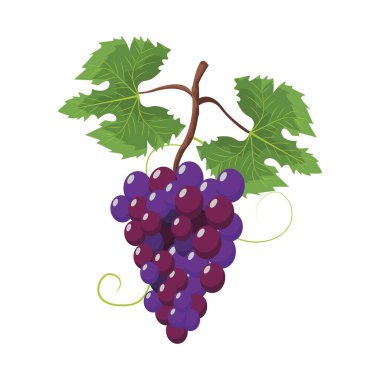 Üzüm şarap meyve
