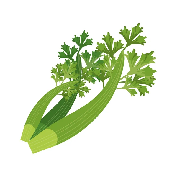 Коріандр листя свіжий — стоковий вектор