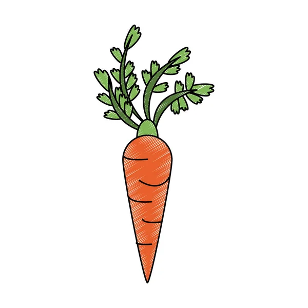 胡萝卜新鲜蔬菜涂鸦 — 图库矢量图片