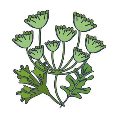 maydanoz ve kişniş yaprakları