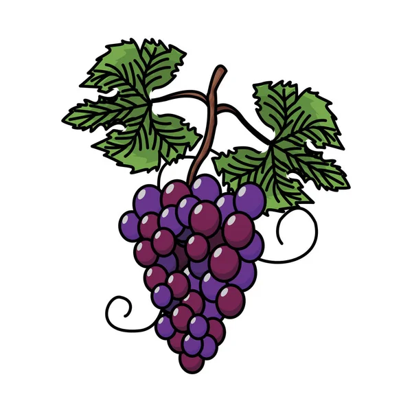 Uvas vinho fruta — Vetor de Stock