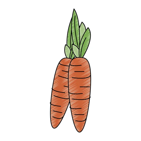 Cenoura rabanete vegetal fresco — Vetor de Stock