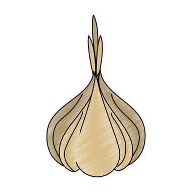 Sarımsak taze sebze karalama