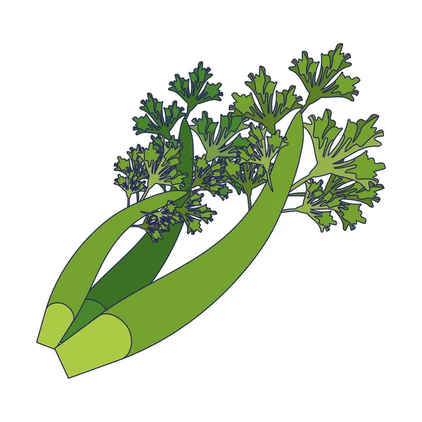 Hojas de cilantro frescas — Vector de stock