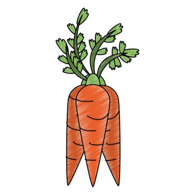 Havuç taze sebze karalama