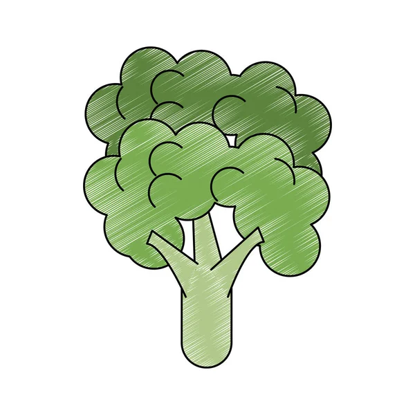 Broccoli färsk grönsak klotter — Stock vektor