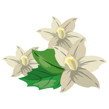 Çiçekler doğa çizim izole