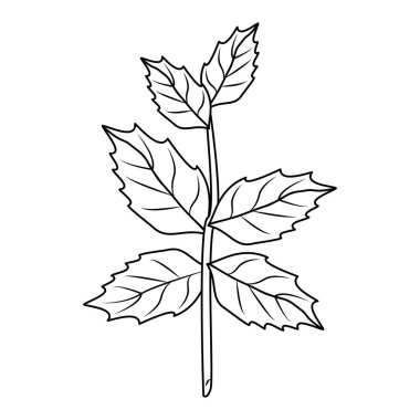 Ispanak bitkisel siyah beyaz karikatür yaprakları