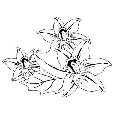 Çiçekler doğa çizim siyah ve beyaz izole