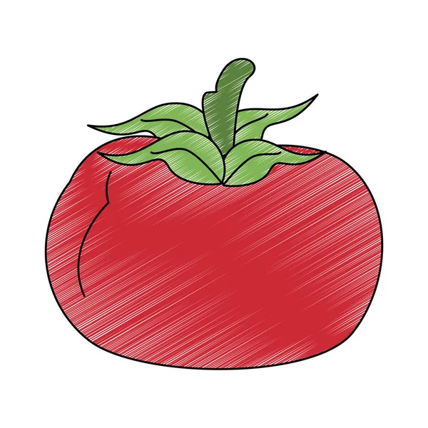 Roteiro de tomate vegetal fresco —  Vetores de Stock