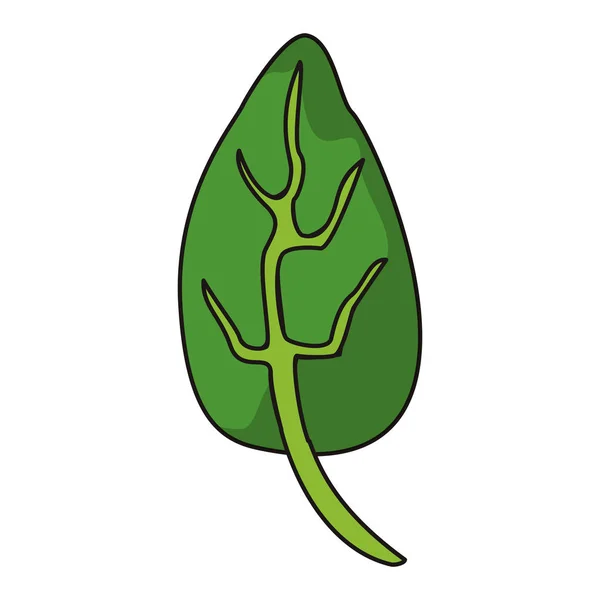Spenat Leaf växtbaserade natur — Stock vektor