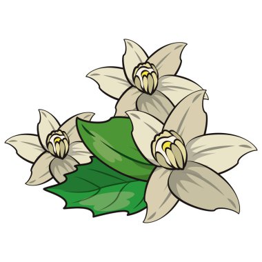 Çiçekler doğa çizim izole