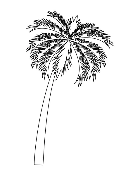 Tropical beach palm tree black and white — Stock Vector