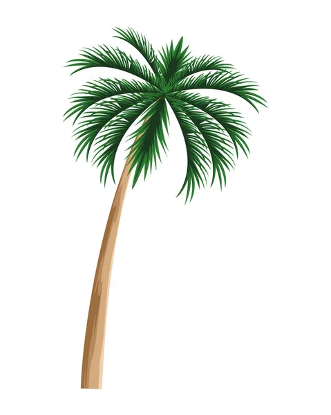 Palmier tropical de plage isolé — Image vectorielle