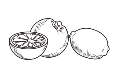 Taze meyve beslenme sağlıklı siyah beyaz el çizilmiş