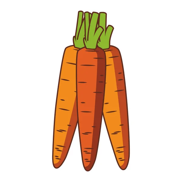 Zanahorias verduras frescas — Vector de stock