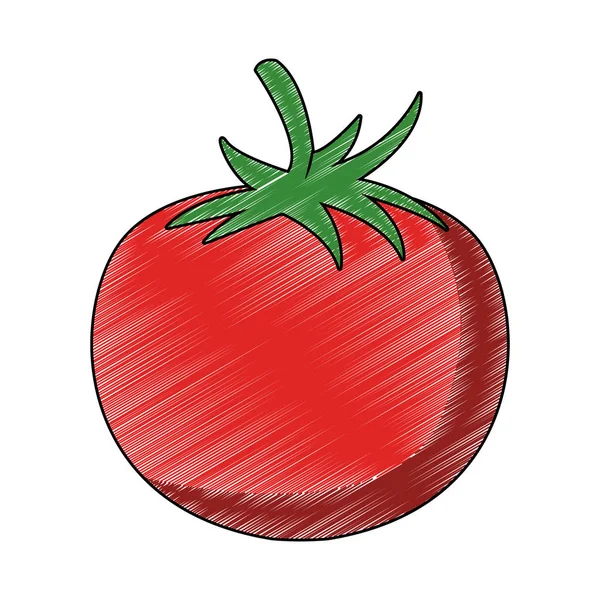 Roteiro de tomate vegetal fresco — Vetor de Stock