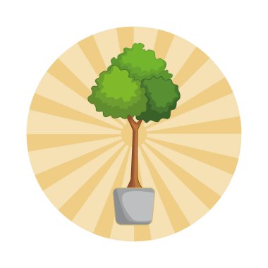 saksıda dekoratif bitki