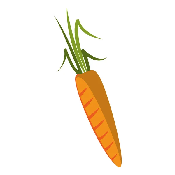 Cenoura comida vegetal fresca — Vetor de Stock
