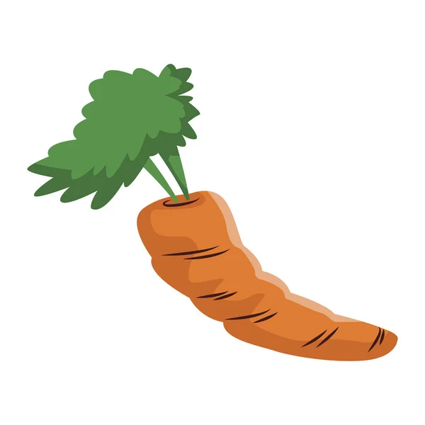 Морква рослинна ізольовані — стоковий вектор