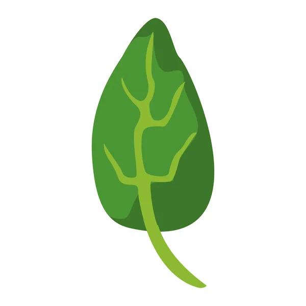 Feuille d'épinards nature à base de plantes — Image vectorielle