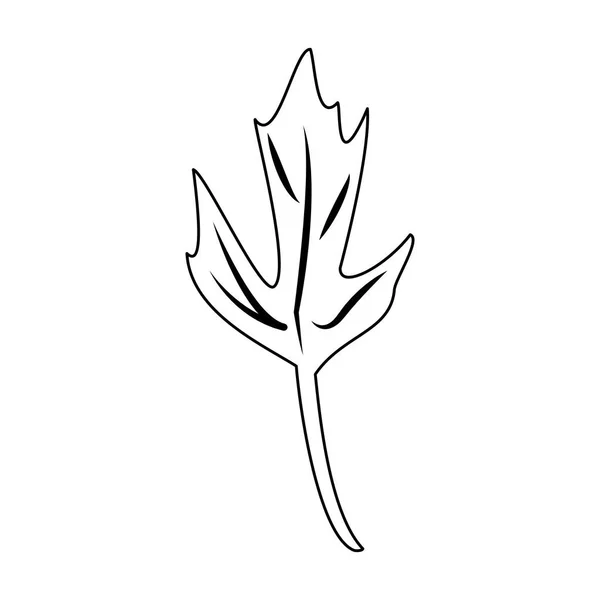 Dibujos animados a base de hierbas de hoja de cilantro en blanco y negro — Vector de stock
