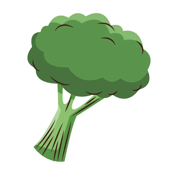 Broccoli vegetabiliska isolerade — Stock vektor