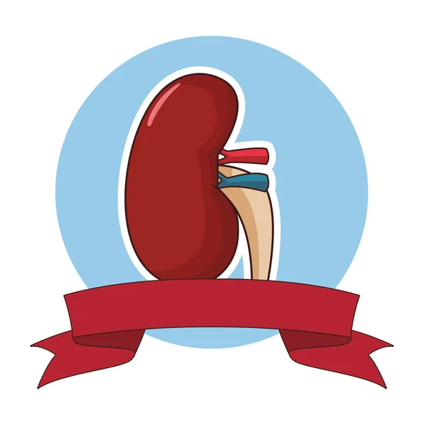 Emblema del órgano renal — Vector de stock