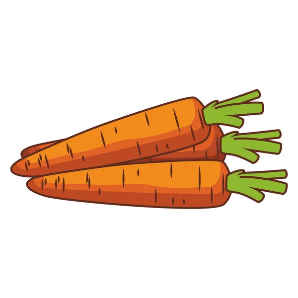 Cenouras legumes frescos — Vetor de Stock