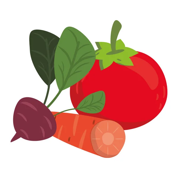 Tomate y zanahoria con rábano — Vector de stock