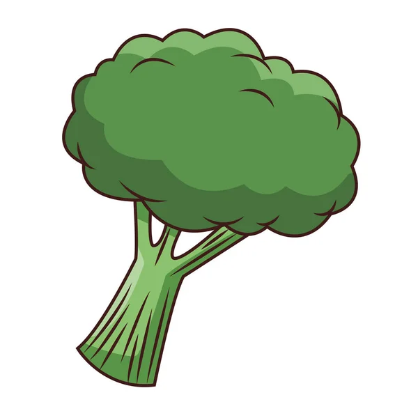 Broccoli vegetabiliska isolerade — Stock vektor