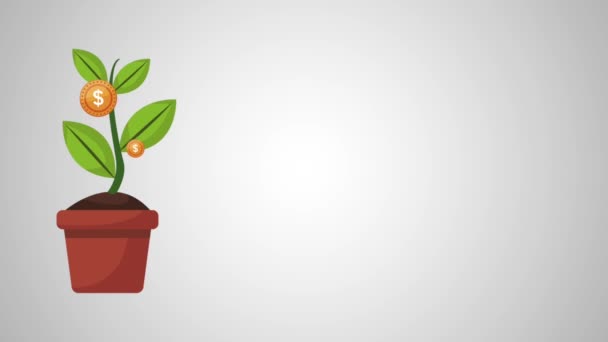 Money plant in pot HD animation — Stock Video